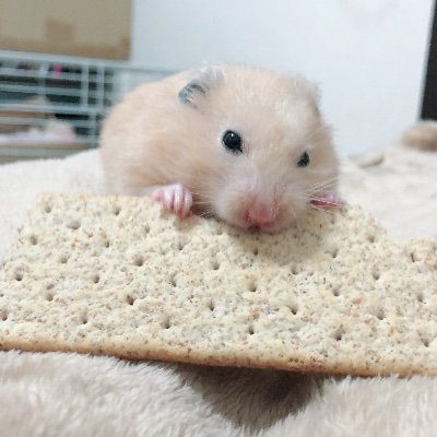 ドラクエタクトの銅トロフィー50個所持タクター「ナオヒト」アイコン